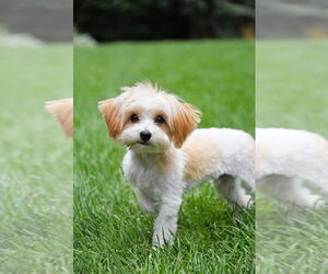 Basilio - Male Mutt Dog for Adoption - Photo #5