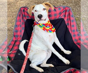 Toby - Male Mutt Dog for Adoption - Photo #15