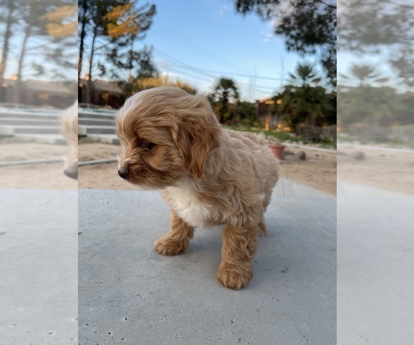 Medium Photo #8 Maltipoo Puppy For Sale in APPLE VALLEY, CA, USA