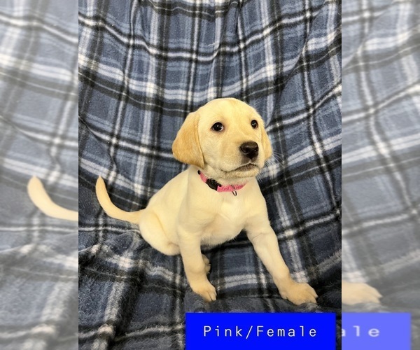 Medium Photo #4 Labrador Retriever Puppy For Sale in FRUITA, CO, USA