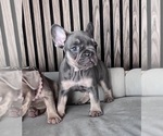 Small #4 French Bulldog
