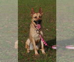 Small #1 German Shepherd Dog Mix