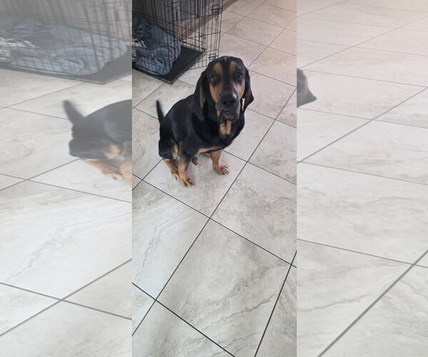Medium Photo #4 Bloodhound Puppy For Sale in Chandler, AZ, USA