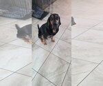 Small #3 Bloodhound