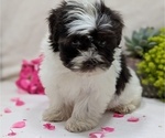 Small #14 Havanese