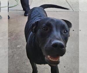 Labrador Retriever Dogs for adoption in San Antonio, TX, USA