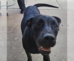 Small Labrador Retriever