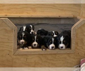 Bernese Mountain Dog Litter for sale in FENWICK, MI, USA