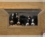 Small Bernese Mountain Dog