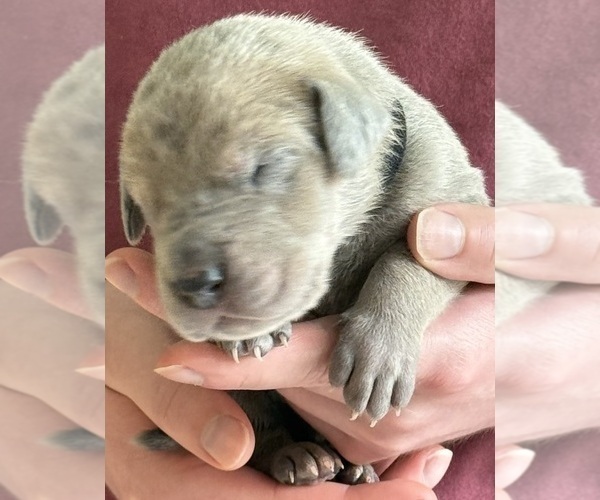 Medium Photo #3 Great Dane Puppy For Sale in GALLOWAY, OH, USA