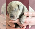 Small #2 Great Dane
