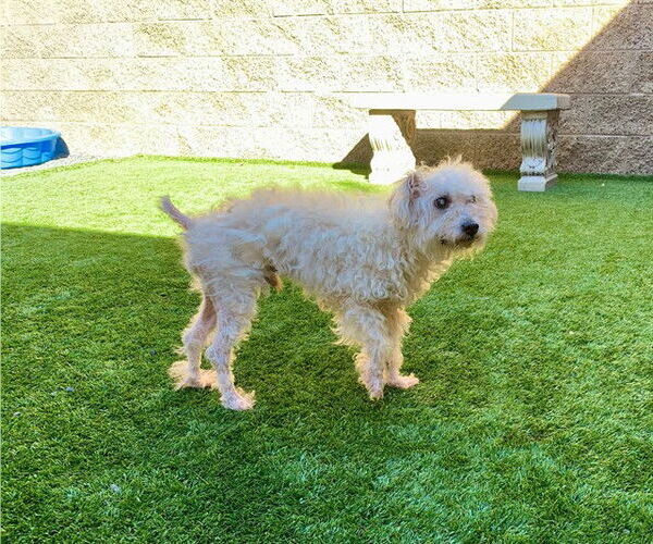 Medium Photo #1 Poodle (Miniature)-Unknown Mix Puppy For Sale in Moreno Valley, CA, USA