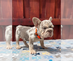 Small #2 French Bulldog