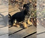 Small Photo #2 German Shepherd Dog Puppy For Sale in Mooresville, NC, USA
