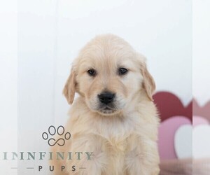 Golden Retriever Puppy for sale in NEWPORT, PA, USA