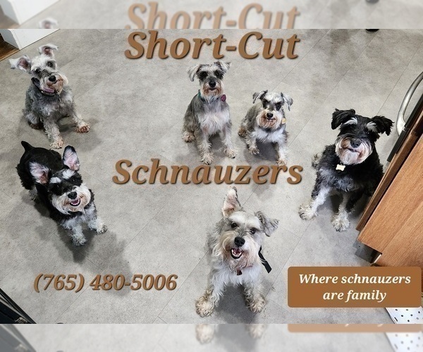 Medium Photo #9 Schnauzer (Miniature) Puppy For Sale in KOKOMO, IN, USA