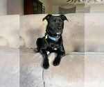 Small #13 Labrador Retriever Mix