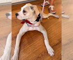 Small Photo #14 Mutt Puppy For Sale in New York, NY, USA