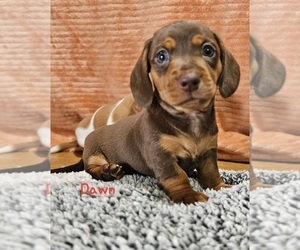 Dachshund Puppy for sale in GOSHEN, IN, USA