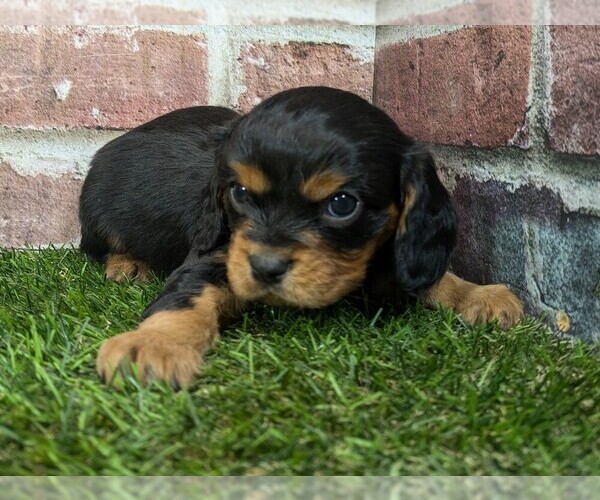 Medium Photo #4 Cavalier King Charles Spaniel Puppy For Sale in MOBERLY, MO, USA