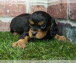 Small #3 Cavalier King Charles Spaniel