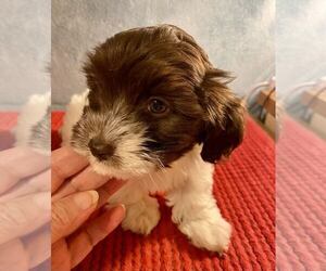 ShihPoo Puppy for sale in TILDEN, IL, USA