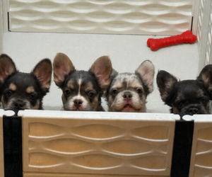 French Bulldog Puppy for Sale in CRESTLINE, California USA