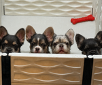 Litter of 3 - Male(s) and Female(s) French BulldogLitter of Puppies for Sale - Small photo