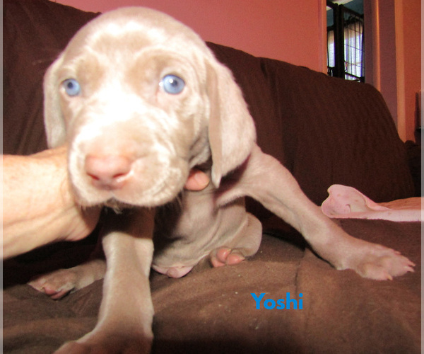 Medium Photo #1 Weimaraner Puppy For Sale in LAS ANIMAS, CO, USA