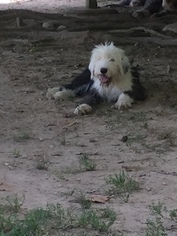 Old English Sheepdog Puppy for sale in MUNFORDVILLE, KY, USA