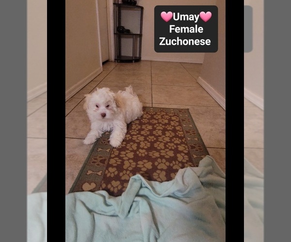 Medium Photo #2 Havanese-Zuchon Mix Puppy For Sale in TUCSON, AZ, USA