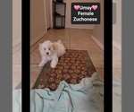 Small #1 Havanese-Zuchon Mix