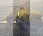 Small Photo #22 American Bully Puppy For Sale in KISSIMMEE, FL, USA