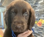 Small #12 Flat Coated Retriever