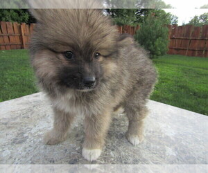 Pomsky Puppy for sale in SOUTH BEND, IN, USA