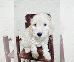 Small #2 Goldendoodle (Miniature)