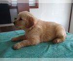 Small Photo #10 Golden Retriever Puppy For Sale in SUMNER, IL, USA