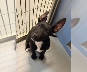 German Shepherd Dog-Unknown Mix Dogs for adoption in South Lake Tahoe, CA, USA