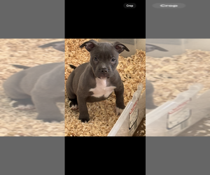 American Bully Puppy for sale in KANSAS CITY, MO, USA