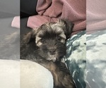 Small Photo #25 Havanese Puppy For Sale in BRISBANE, CA, USA