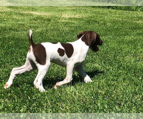 Medium Photo #6 German Shorthaired Pointer Puppy For Sale in WOODSTOCK, CT, USA