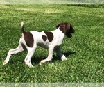 Small Photo #6 German Shorthaired Pointer Puppy For Sale in WOODSTOCK, CT, USA