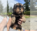 Puppy Teddy Cavachon
