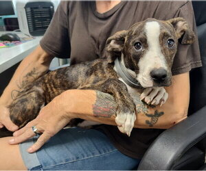 American Pit Bull Terrier-Unknown Mix Dogs for adoption in Albemarle, NC, USA