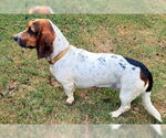 Small #2 Basset Hound
