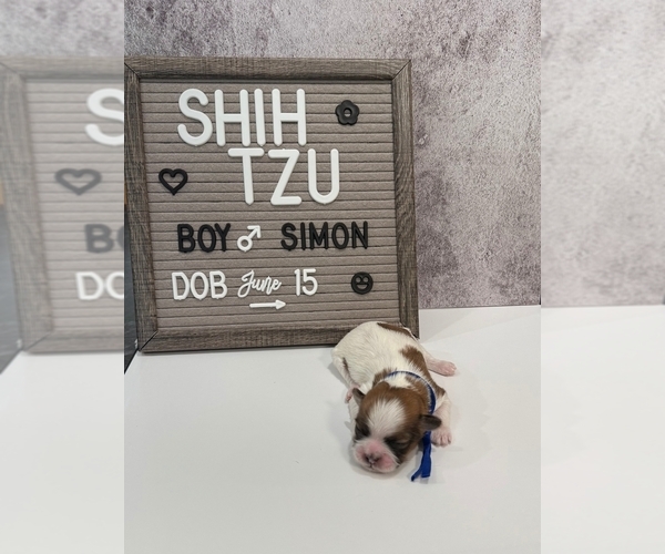 Medium Photo #8 Shih Tzu Puppy For Sale in NEW YORK MILLS, MN, USA