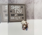 Small Photo #8 Shih Tzu Puppy For Sale in NEW YORK MILLS, MN, USA