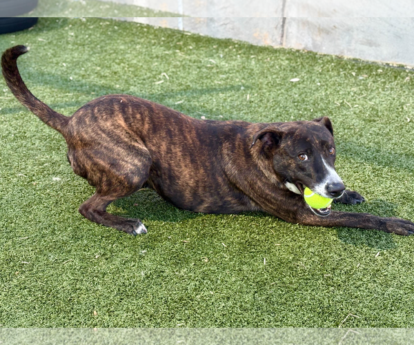 Medium Photo #7 Mutt Puppy For Sale in Woodbury, NY, USA