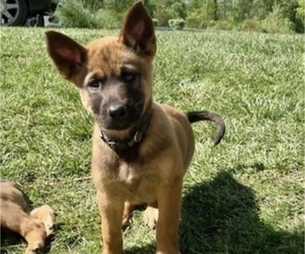 Medium Photo #3 Belgian Malinois Puppy For Sale in FAIRPLAY, MD, USA