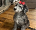 Small Photo #11 Aussiedoodle Puppy For Sale in GRANGER, IN, USA